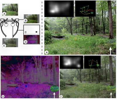 Saliency Modulation (2022)